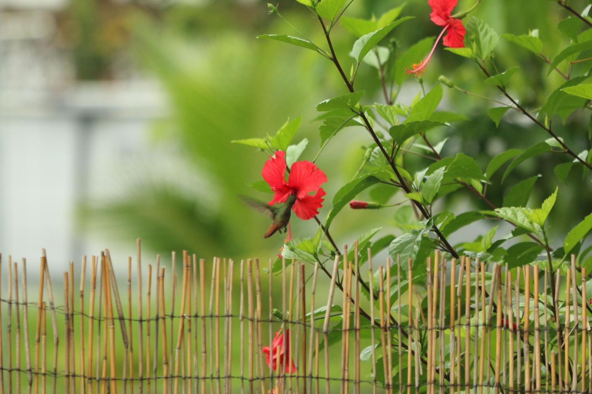 Casa Luce Bed and Breakfast Puerto Viejo de Talamanca Εξωτερικό φωτογραφία